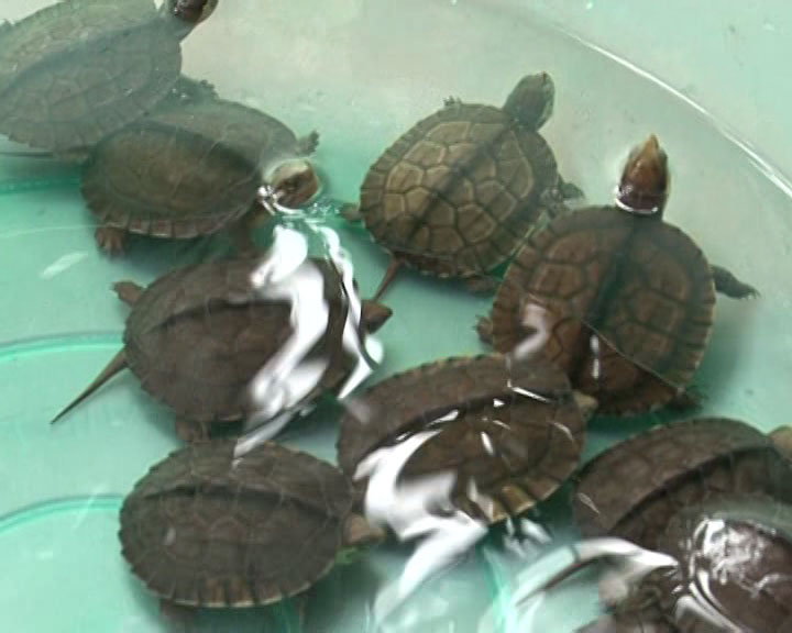 Kỹ thuật chăm nuôi rùa câm