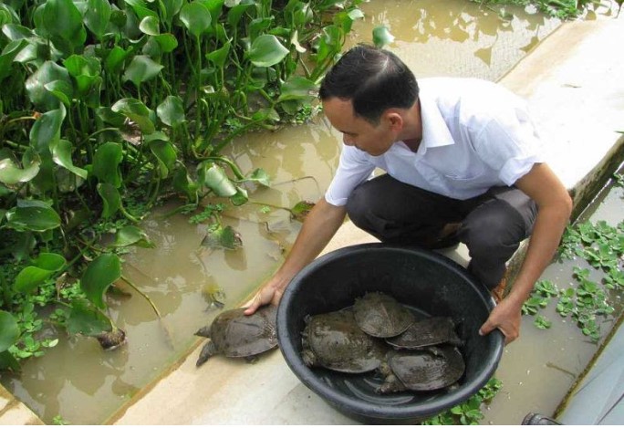 Ba Ba - Đặc điểm sinh học và kinh nghiệm nuôi ba ba thịt của bà con nông dân 5