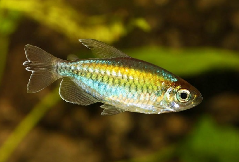 Giới Thiệu Thông Tin Cá Công Gô - Congo Tetra