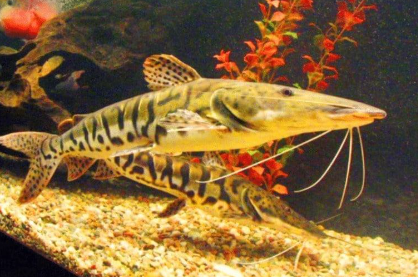 Kỹ thuật nuôi Cá Da báo mỏ vịt - Tiger catfish