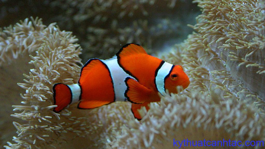 ca he nemo-11