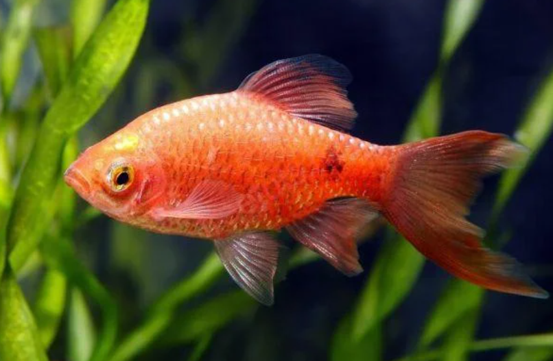 Giới thiệu thông tin chung về loài Cá Hồng cam, Hoa hồng - Rosy barb, Red barb