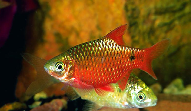 Kỹ thuật nuôi Cá Hồng cam, Hoa hồng - Rosy barb, Red barb​