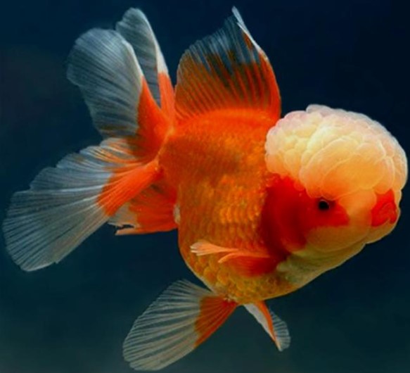 Cá vàng Oranda rất dễ cho ăn