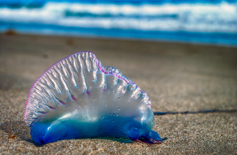 Portuguese man o'war (sứa kẻ gây chiến)